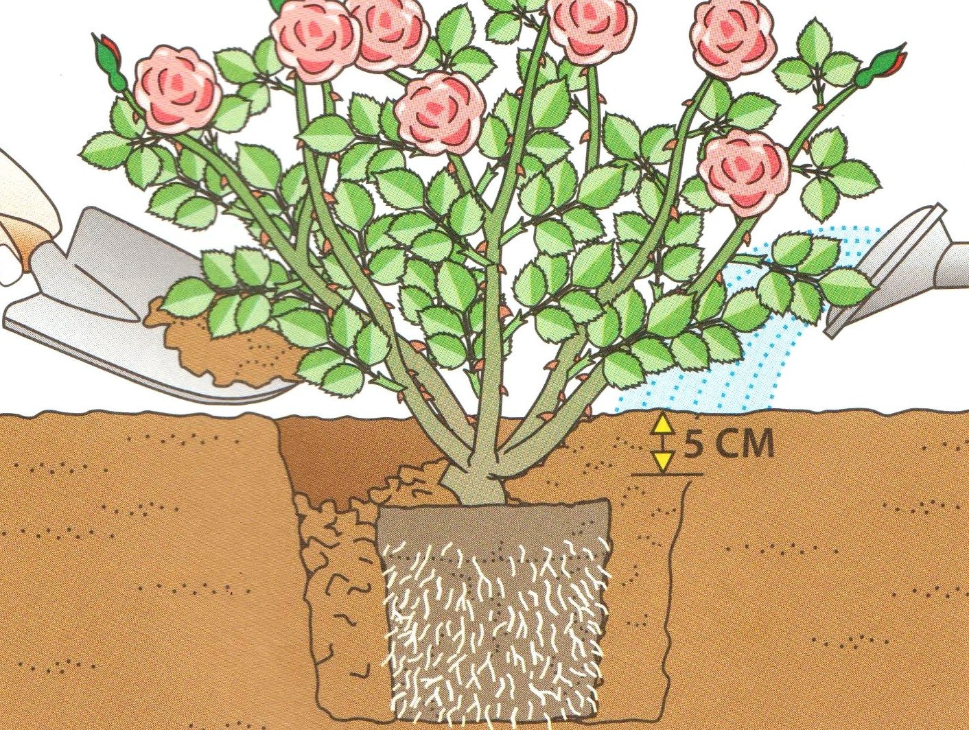 Пересадка роз в грунт