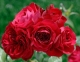 Троянда плетиста Симпатія 3