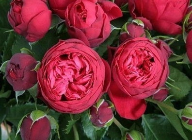 Троянда чайно-гібридна Ред Піано