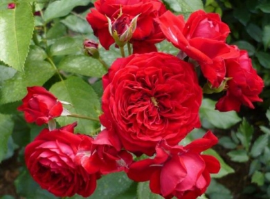 Троянда флорібунда Роткепчен