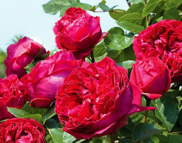 Троянда плетиста Ред Іден Роуз