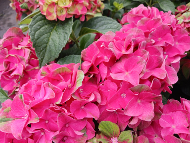 Гортензія макрофіла Glossy Lips Red