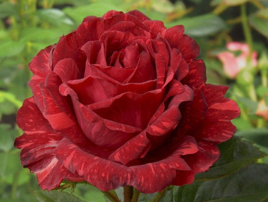 Троянда чайно-гібридна Ред Інтуішен