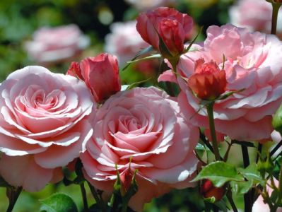 Троянда чайно-гібридна Романтік Антік