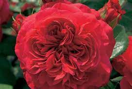 Троянда флорібунда Ред Леонардо да Вінчі