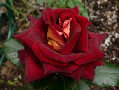 Троянда чайно-гібридна Еді Мітчелл