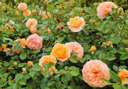 Троянда чайно-гібридна Оранж Романтика