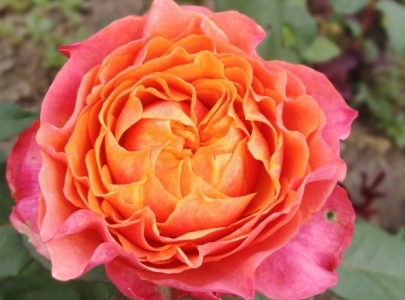 Троянда плетиста Річмонд Парк