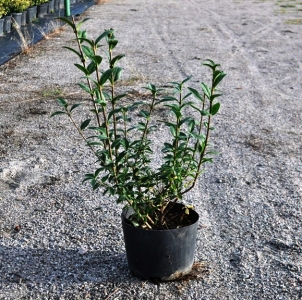 Бирючина обыкновенная - Ligustrum vulgare