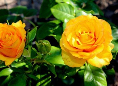 Троянда чайно-гібридна Пенні Лейн