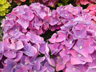Гортензія макрофіла Rembrandt Rosso Glory
