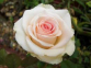 Троянда чайно-гібридна Ла Перла