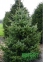 Ель сербская (Балканская) - Picea omorika