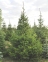 Ель обыкновенная (европейская) - Picea abies