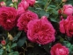 Троянда паркова Бісантенер де Гійо
