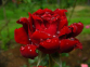 Троянда чайно-гібридна Ред Наомі