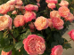 Троянда чайно-гібридна Вікторіан класік